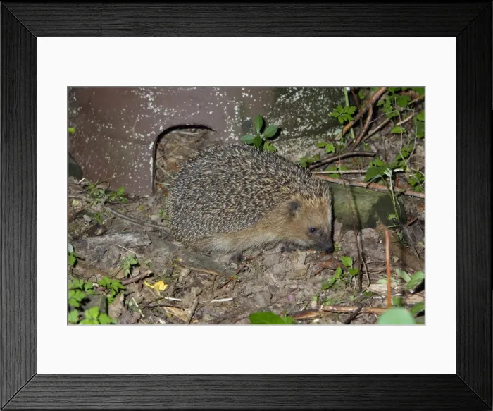 Framed Print : Hedgehog (Erinaceus europaeus) in front of artifical shelter, Lower Saxony, Germany Framed Print : Hedgehog (Erinaceus europaeus) in front of artifical shelter, Lower Saxony, Germany