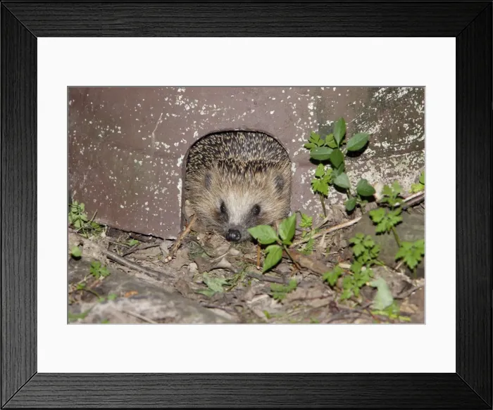 Framed Print : Hedgehog - in artifical shelter, in garden, Lower Saxony, Germany Framed Print : Hedgehog - in artifical shelter, in garden, Lower Saxony, Germany