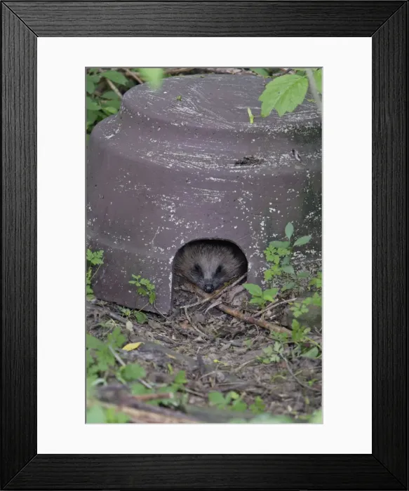 Framed Print : Hedgehog - sleeping in artifical shelter, in garden, Lower Saxony, Germany Framed Print : Hedgehog - sleeping in artifical shelter, in garden, Lower Saxony, Germany