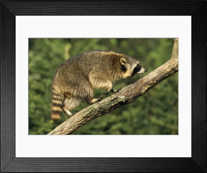 Framed Print : Racoon - clinbing branch Framed Print : Racoon - clinbing branch