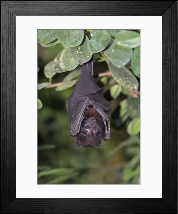 Framed Print : Island Flying Fox - resting during daytime, Lower Saxony, Germany Framed Print : Island Flying Fox - resting during daytime, Lower Saxony, Germany