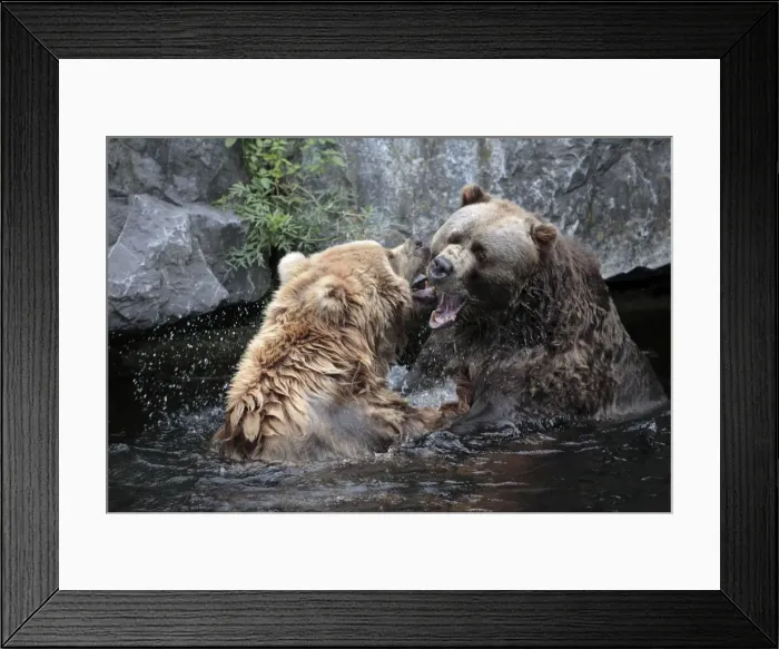 Framed Print : Kodiak Bear - 2 animals fighting in lake, Emmen, Holland