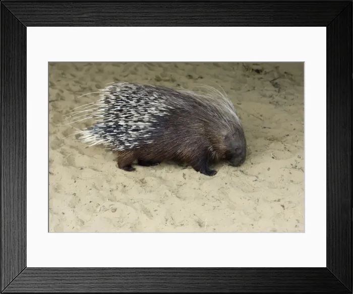 Framed Print : Crested Porcupine - searching for food, Emmen, Holland Framed Print : Crested Porcupine - searching for food, Emmen, Holland