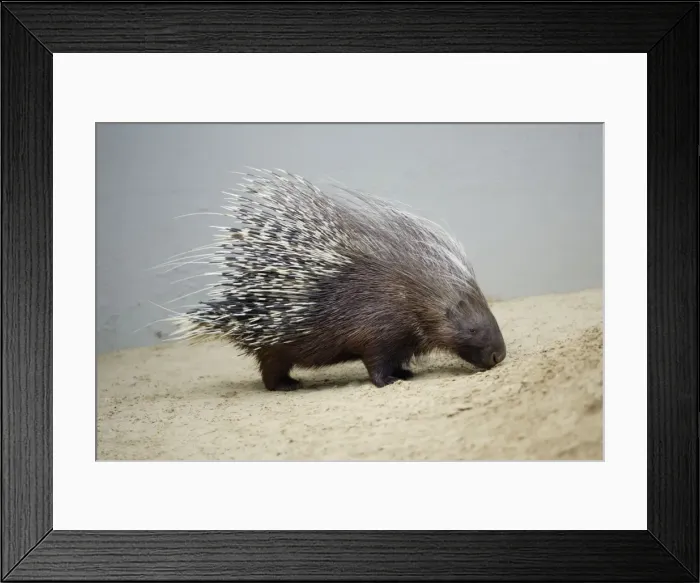 Framed Print : Crested Porcupine - with quills semi-raised in defense position, Emmen, Holland Framed Print : Crested Porcupine - with quills semi-raised in defense position, Emmen, Holland