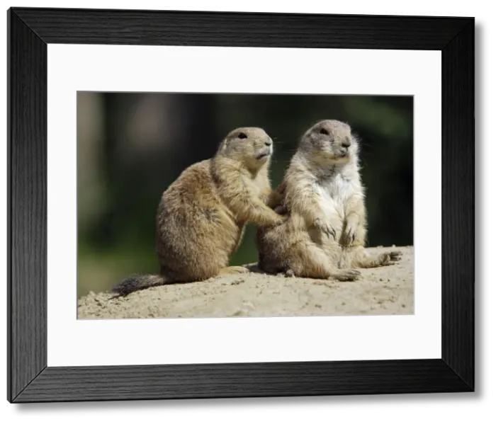 Framed Print : Black-tailed Prairie Dog - pair resting, Emmen, Holland Framed Print : Black-tailed Prairie Dog - pair resting, Emmen, Holland
