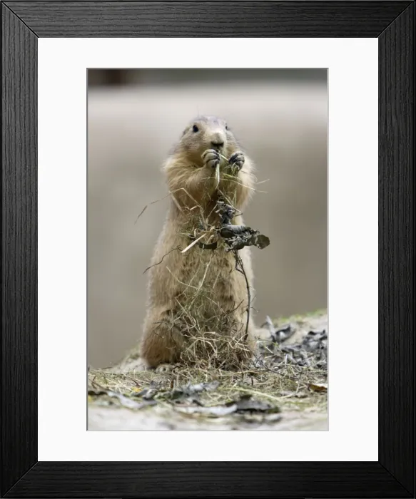Framed Print : Black-tailed Prairie Dog - feeding on dry vegetation, Emmen, Holland Framed Print : Black-tailed Prairie Dog - feeding on dry vegetation, Emmen, Holland