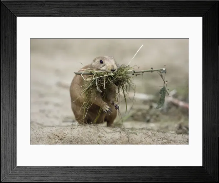 Framed Print : Black-tailed Prairie Dog - female collecting bedding for burrow, Emmen, Holland Framed Print : Black-tailed Prairie Dog - female collecting bedding for burrow, Emmen, Holland