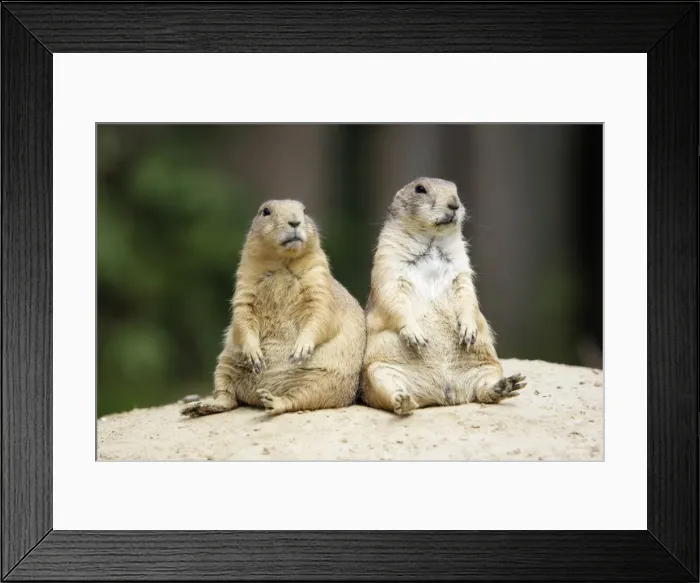 Framed Print : Black-tailed Prairie Dog - pair resting, Emmen, Holland Framed Print : Black-tailed Prairie Dog - pair resting, Emmen, Holland