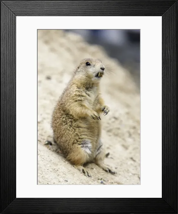Framed Print : Black-tailed Prairie Dog - animal with exaggerated incisors, Emmen, Holland Framed Print : Black-tailed Prairie Dog - animal with exaggerated incisors, Emmen, Holland