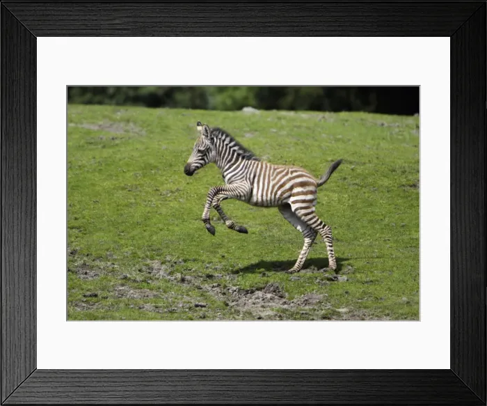 Framed Print : Burchell's Zebra - foal running across meadow, Emmen, Holland Framed Print : Burchell's Zebra - foal running across meadow, Emmen, Holland