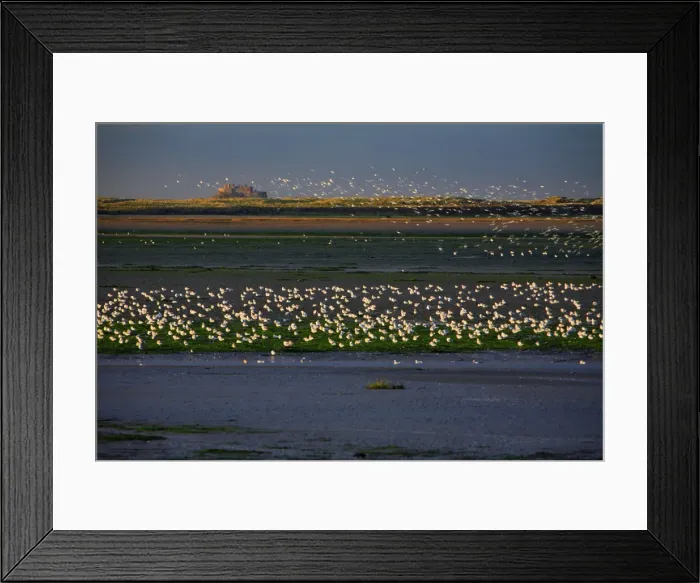 Framed Print : Gulls Resting - on estuary at low tide, Budle Bay wildfowl reserve, looking northwards towards Lindisfarne castle on Holy Island, Northumberland National Park, autumn, England Framed Print : Gulls Resting - on estuary at low tide, Budle Bay wildfowl reserve, looking northwards towards Lindisfarne castle on Holy Island, Northumberland National Park, autumn, England