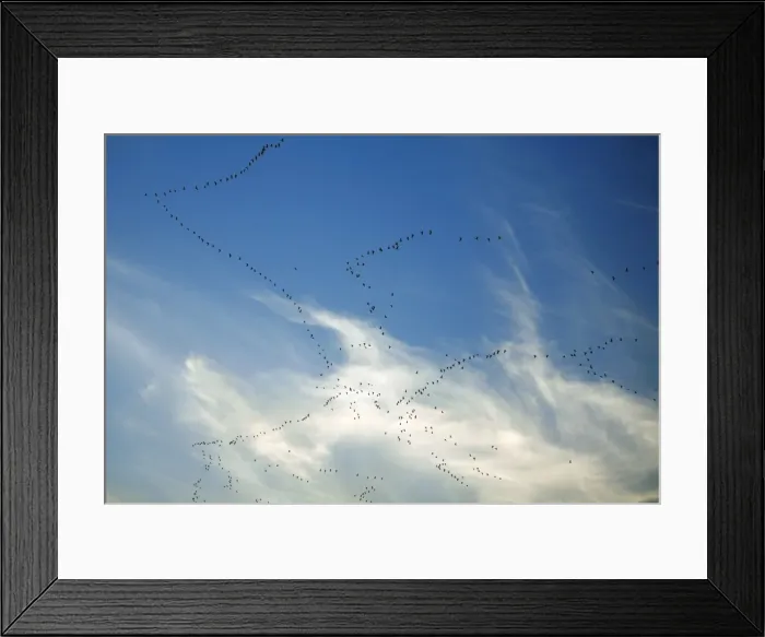 Framed Print : Pink-footed Geese - skein in autumn morning sky, Lindisfarne National Reserve, Northumberland, England Framed Print : Pink-footed Geese - skein in autumn morning sky, Lindisfarne National Reserve, Northumberland, England