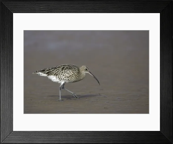 Framed Print : Curlew - on mudflats searching for food, Lindisfarne National Nature Reserve, Northumberland, autumn, England Framed Print : Curlew - on mudflats searching for food, Lindisfarne National Nature Reserve, Northumberland, autumn, England