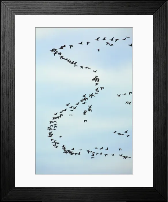 Framed Print : Pink-footed Geese - skein in morning sky, Lindisfarne National Nature Reserve, Northumberland, autumn, England Framed Print : Pink-footed Geese - skein in morning sky, Lindisfarne National Nature Reserve, Northumberland, autumn, England