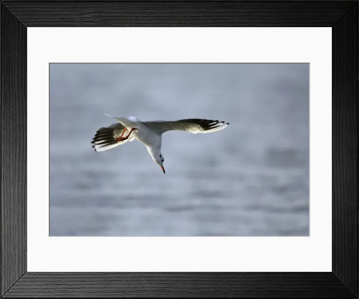 Framed Print : Black-headed Gull - diving into sea after food, Lindisfarne National Nature Reserve, autumn, England Framed Print : Black-headed Gull - diving into sea after food, Lindisfarne National Nature Reserve, autumn, England
