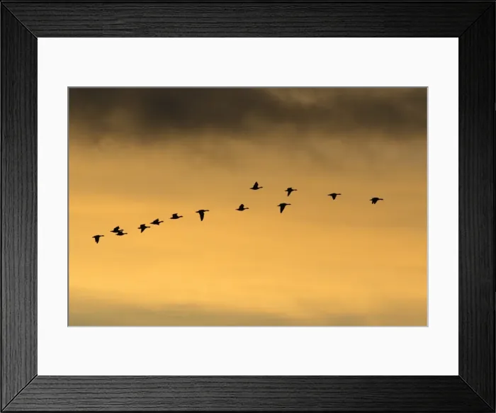 Framed Print : Pink-footed Geese - skein flying in autumn twilight, Lindisfarne National Nature Reserve, Northumberland, England Framed Print : Pink-footed Geese - skein flying in autumn twilight, Lindisfarne National Nature Reserve, Northumberland, England