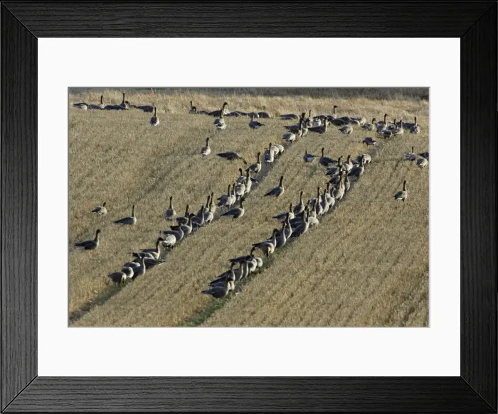 Framed Print : Pink-footed Geese - flock feeding on corn stubble, Northumberland National park, autumn, England Framed Print : Pink-footed Geese - flock feeding on corn stubble, Northumberland National park, autumn, England