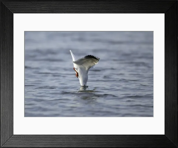 Framed Print : Black-headed Gull - diving into sea after food, Lindisfarne National Nature Reserve, autumn, England Framed Print : Black-headed Gull - diving into sea after food, Lindisfarne National Nature Reserve, autumn, England