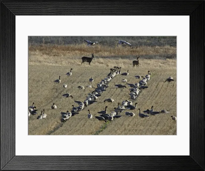 Framed Print : Pink-footed Geese and Roe Deer - (Capreolus capreolus) feeding on corn stubble, Northumberland National Park, autumn, England Framed Print : Pink-footed Geese and Roe Deer - (Capreolus capreolus) feeding on corn stubble, Northumberland National Park, autumn, England