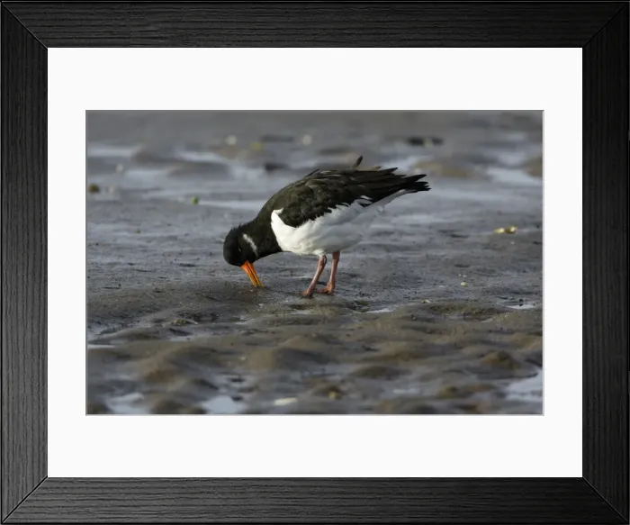 Framed Print : Oystercatcher - in winter plumage, searching for food on mudflats, Lindisfarne National Nature Reserve, England Framed Print : Oystercatcher - in winter plumage, searching for food on mudflats, Lindisfarne National Nature Reserve, England
