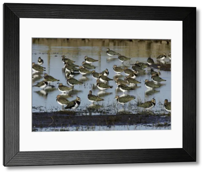 Framed Print : Lapwings - flock resting in shallow lake, Northumberland National Park, autumn, England