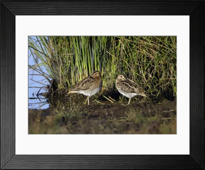 Framed Print : Common Snipe - 2 birds resting at lake's edge, Northumberland National Park, England Framed Print : Common Snipe - 2 birds resting at lake's edge, Northumberland National Park, England