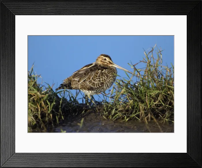 Framed Print : Common Snipe - resting at edge of fresh water lake, Northumberland National Park, England