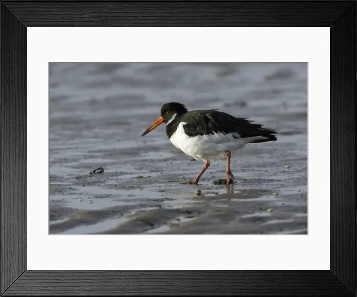 Framed Print : Oystercatcher - in winter plumage, searching for food on mudflats, Lindisfarne National Nature Reserve, England Framed Print : Oystercatcher - in winter plumage, searching for food on mudflats, Lindisfarne National Nature Reserve, England