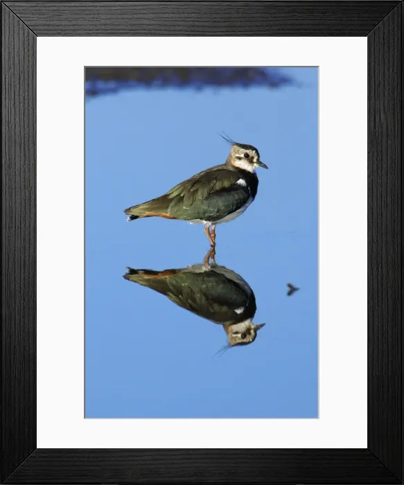 Framed Print : Lapwing - resting in shallow lake, Northumberland National Park, England Framed Print : Lapwing - resting in shallow lake, Northumberland National Park, England