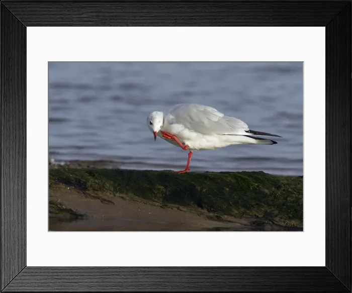 Framed Print : Black-headed Gull - scratching its head with its foot, Lindisfarne National Nature Reserve, autumn, England