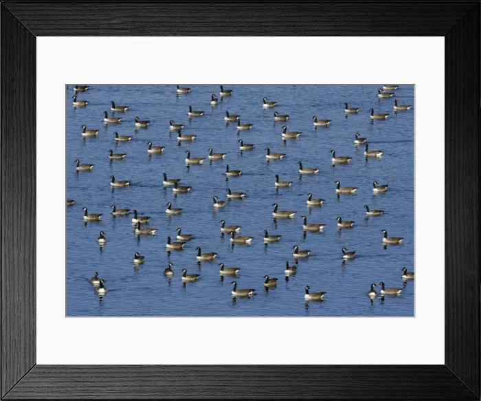 Framed Print : Canada Geese - resting on Grindon Lough in autumn, beside Hadrian's Wall, Northumberland National Park, England Framed Print : Canada Geese - resting on Grindon Lough in autumn, beside Hadrian's Wall, Northumberland National Park, England