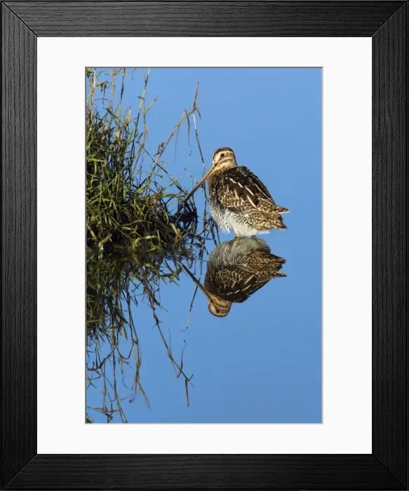 Framed Print : Common Snipe - resting in shallow fresh water lake, Northumberland National Park, England Framed Print : Common Snipe - resting in shallow fresh water lake, Northumberland National Park, England