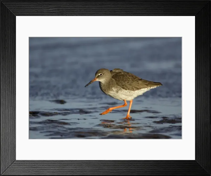 Framed Print : Redshank - searching for food on mudflats, Lindisfarne National Nature Reserve, Northumberland, England