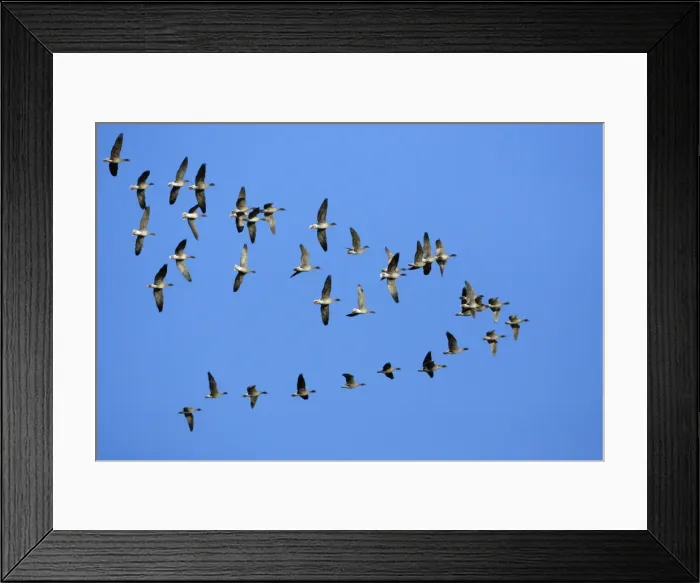 Framed Print : Pink-footed Geese - skein flying over Lindisfarne National Nature Reserve, Northumberland, autumn, England Framed Print : Pink-footed Geese - skein flying over Lindisfarne National Nature Reserve, Northumberland, autumn, England