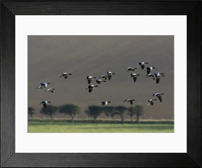 Framed Print : Pink-footed Goose - skien landing on arable land in autumn, Northumberland National Park, England Framed Print : Pink-footed Goose - skien landing on arable land in autumn, Northumberland National Park, England