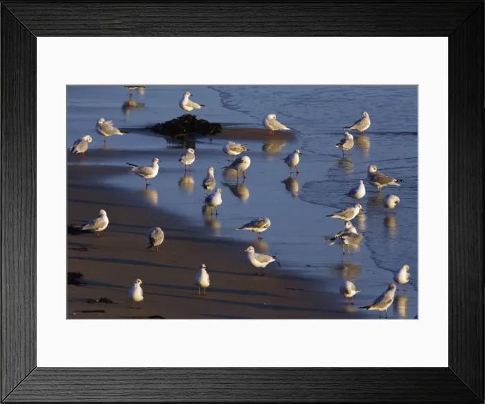 Framed Print : Black-headed Gulls - resting on seashore, in autumn, Northumberland National Park, England Framed Print : Black-headed Gulls - resting on seashore, in autumn, Northumberland National Park, England
