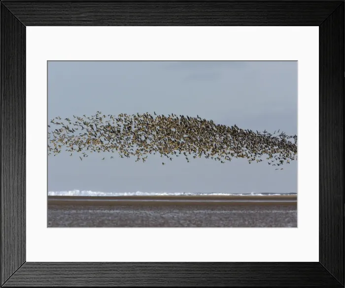 Framed Print : Pink-footed Geese - taking off from coastal mudflats, Lindisfarne National Nature Reserve, Northumberland, autumn, England Framed Print : Pink-footed Geese - taking off from coastal mudflats, Lindisfarne National Nature Reserve, Northumberland, autumn, England
