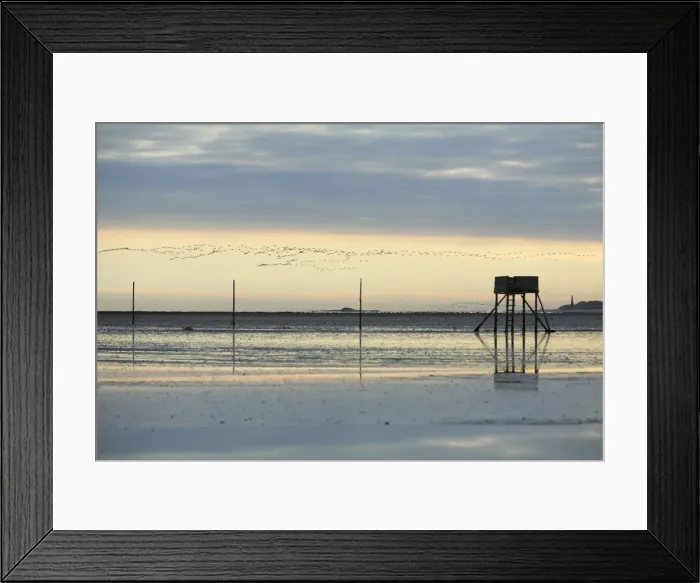 Framed Print : Pink-footed Geese - skein flying over mudflats of Lindisfarne National Nature Reserve in autumn, Northumberland, England Framed Print : Pink-footed Geese - skein flying over mudflats of Lindisfarne National Nature Reserve in autumn, Northumberland, England