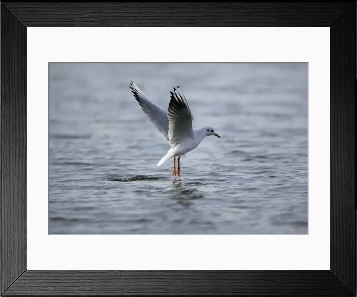 Framed Print : Black-headed Gull - hovering over sea searching for food, Lindisfarne National Nature Reserve, autumn, England Framed Print : Black-headed Gull - hovering over sea searching for food, Lindisfarne National Nature Reserve, autumn, England