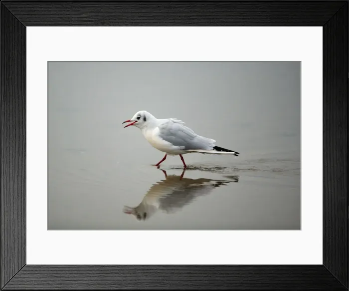 Framed Print : Black-headed Gull - calling and walking across mudflats at low tide, Lindisfarne National Nature Reserve, autumn, England Framed Print : Black-headed Gull - calling and walking across mudflats at low tide, Lindisfarne National Nature Reserve, autumn, England