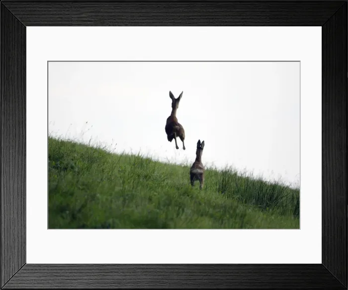 Framed Print : Roe Deer - 2 animals in flight from danger, Lower Saxony, Germany Framed Print : Roe Deer - 2 animals in flight from danger, Lower Saxony, Germany