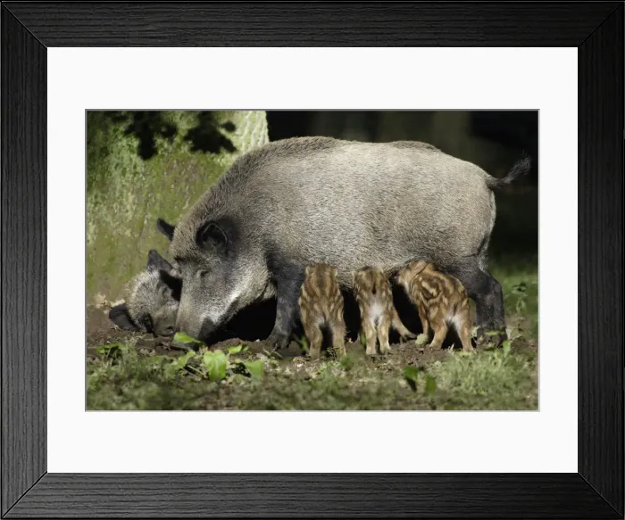 Framed Print : Wild Boar - sow suckling piglets in forest, Hessen, Germany Framed Print : Wild Boar - sow suckling piglets in forest, Hessen, Germany