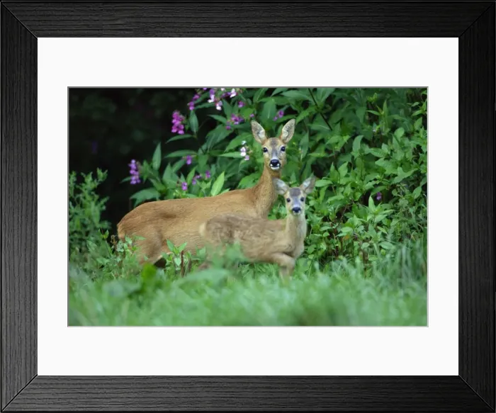 Framed Print : Roe Deer - doe with fawn, on alert, Lower Saxony, Germany Framed Print : Roe Deer - doe with fawn, on alert, Lower Saxony, Germany