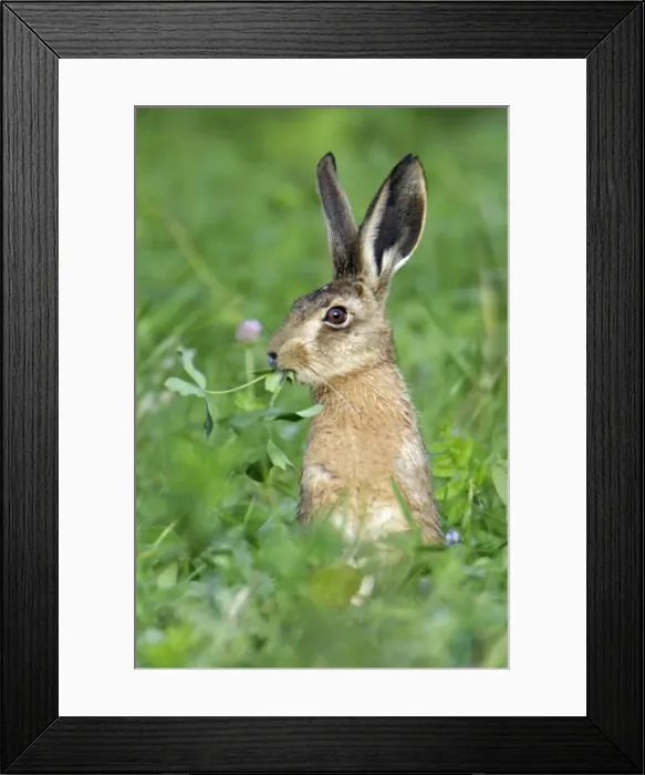 Framed Print : European Hare - eating clover leaves, Hessen, Germany Framed Print : European Hare - eating clover leaves, Hessen, Germany