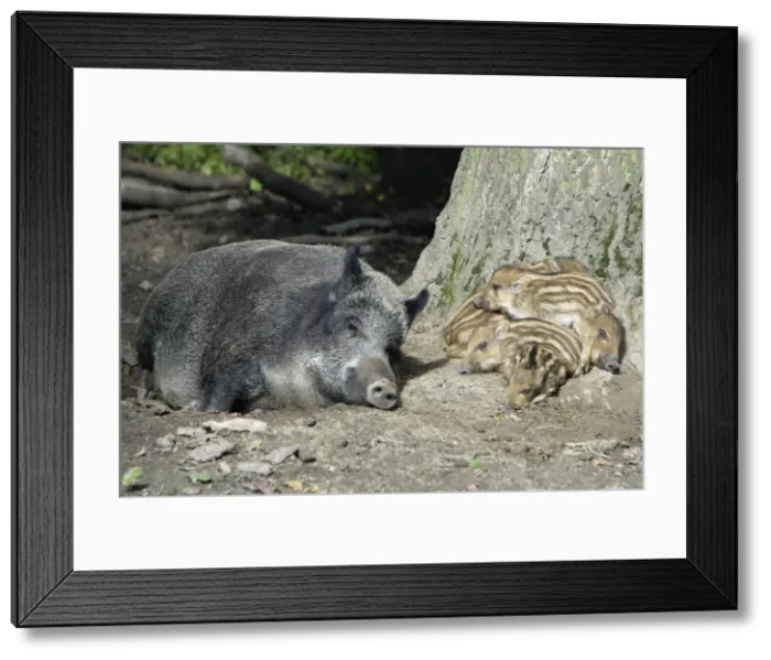 Framed Print : Wild Boar - sow resting with piglets in forest, Hessen, Germany Framed Print : Wild Boar - sow resting with piglets in forest, Hessen, Germany