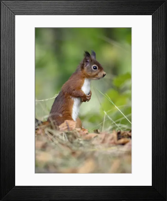 Framed Print : Red Squirrel - alert on the ground, Northumberland, England Framed Print : Red Squirrel - alert on the ground, Northumberland, England