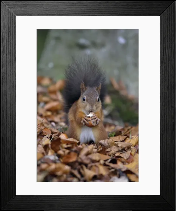 Framed Print : Red Squirrel- with hazel nut in mouth, Northumberland, autumn, England Framed Print : Red Squirrel- with hazel nut in mouth, Northumberland, autumn, England