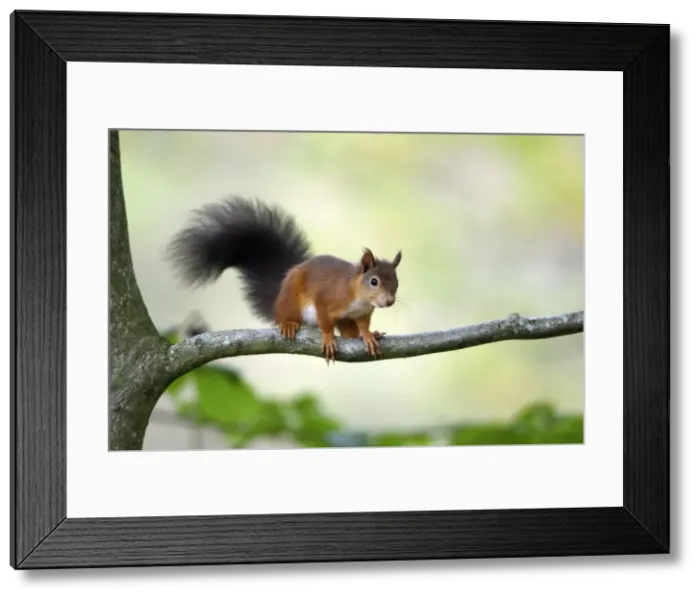 Framed Print : Red Squirrel- alert on branch, Northumberland, England