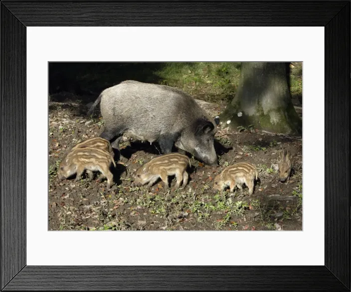 Framed Print : Wild Boar - sow feeding with piglets in forest, Hessen, Germany Framed Print : Wild Boar - sow feeding with piglets in forest, Hessen, Germany