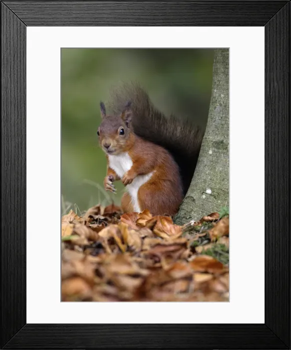 Framed Print : Red Squirrel - alert on the ground beside tree stem, Northumberland, England Framed Print : Red Squirrel - alert on the ground beside tree stem, Northumberland, England